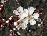 Armeniaca vulgaris. Цветки. Ставропольский край, г. Кисловодск, Крестовая гора. 01.04.2013.