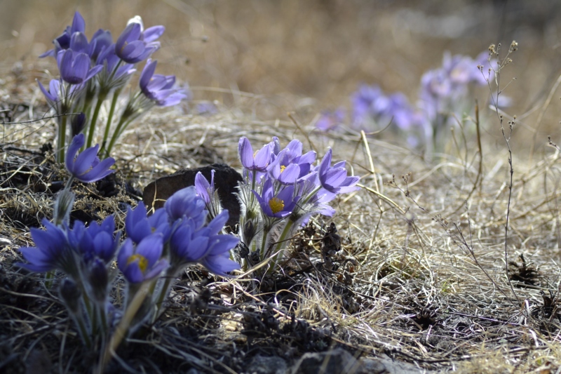 Image of Pulsatilla multifida specimen.