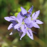 Veronica jacquinii