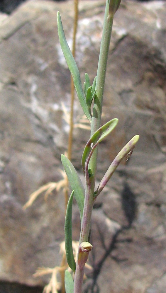 Image of Linaria simplex specimen.