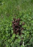 Orobanche gamosepala