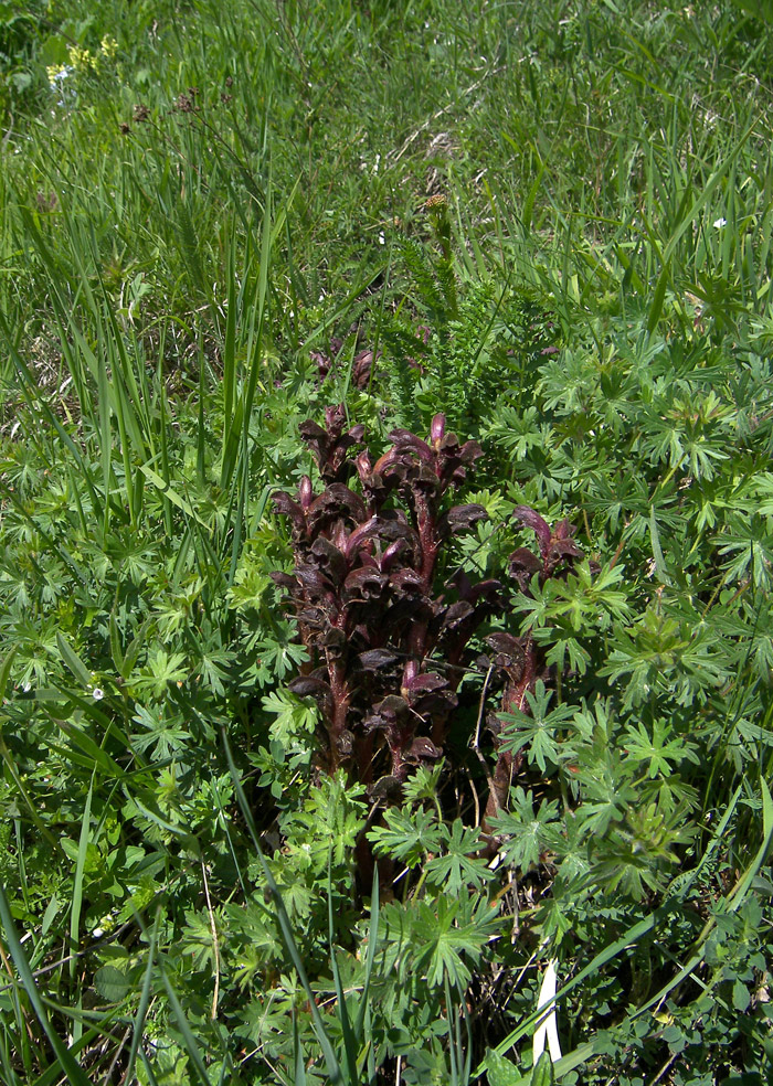 Image of Orobanche gamosepala specimen.