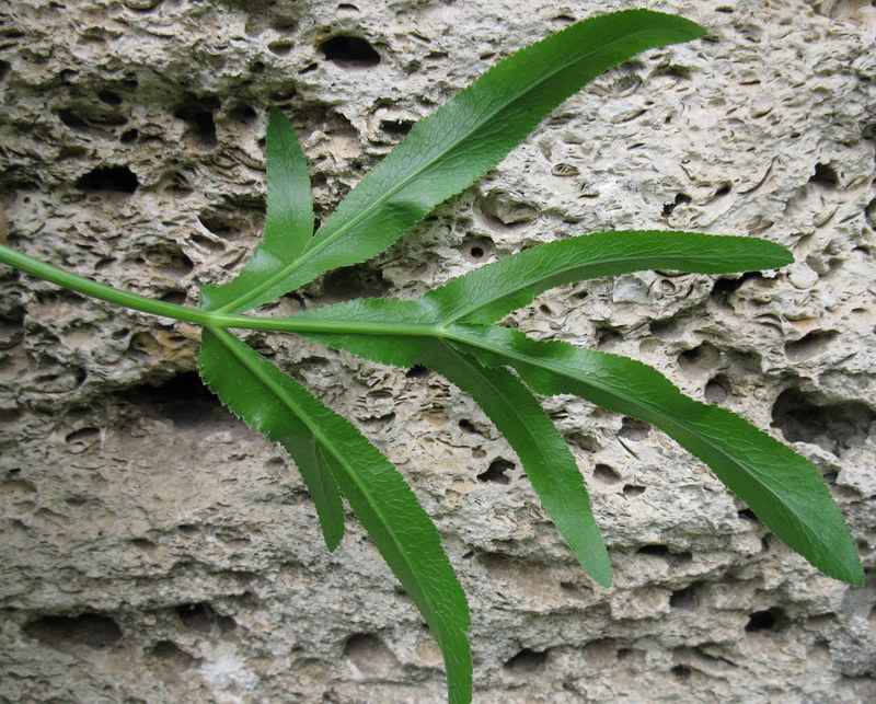 Image of Falcaria vulgaris specimen.