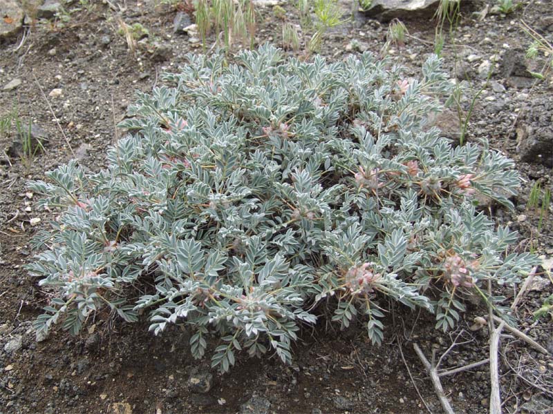 Image of Astragalus meyeri specimen.