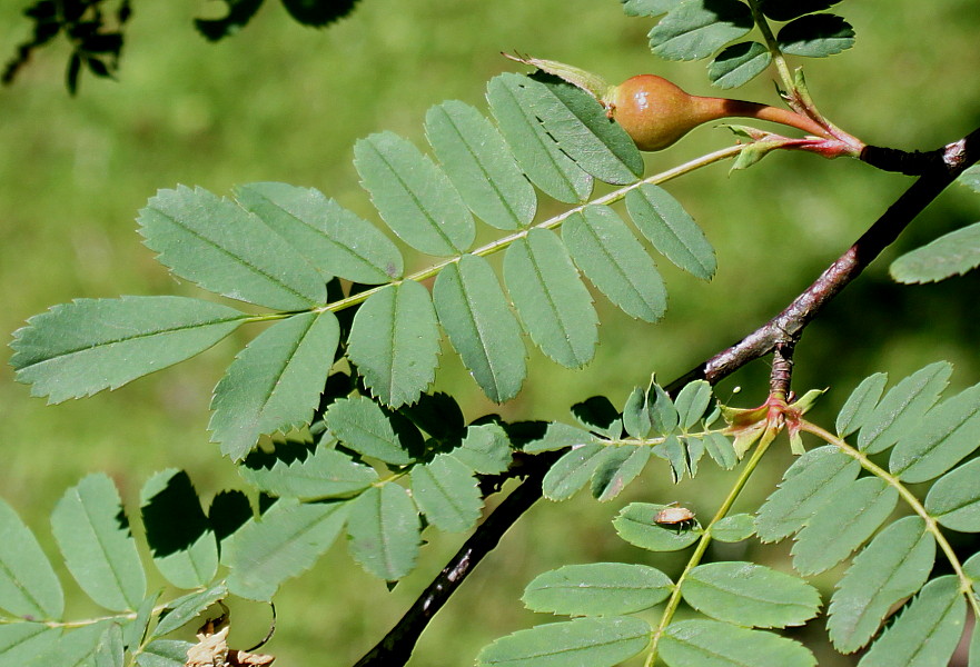 Изображение особи Rosa omeiensis.