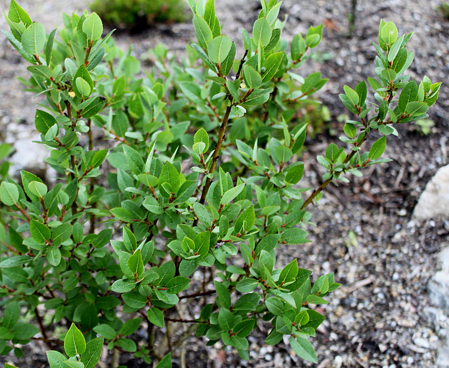 Image of Salix hastata specimen.