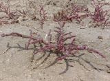 Salicornia perennans