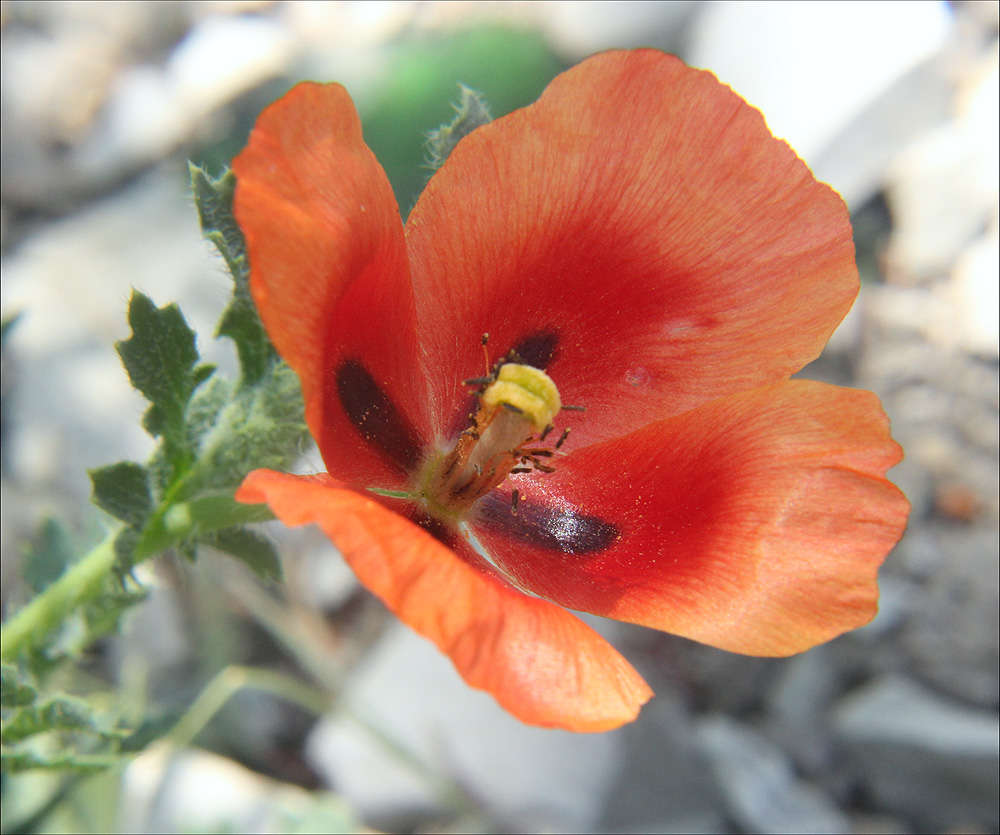 Image of Glaucium corniculatum specimen.