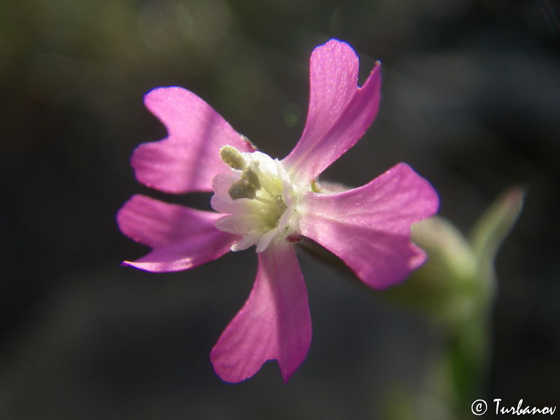 Image of Pleconax conica specimen.