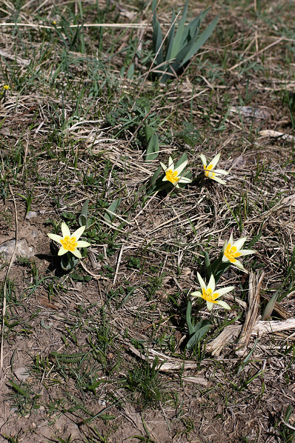 Изображение особи Tulipa berkariensis.