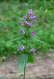 Galeopsis ladanum