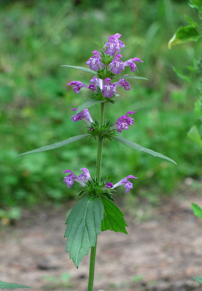 Изображение особи Galeopsis ladanum.