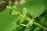 Salvia glutinosa. Верхушка побега с бутонами. Черноморское побережье Кавказа, щель Прасковеевская, горная тропа в русле небольшого высохшего водотока среди смешанного леса. 23.08.2013.