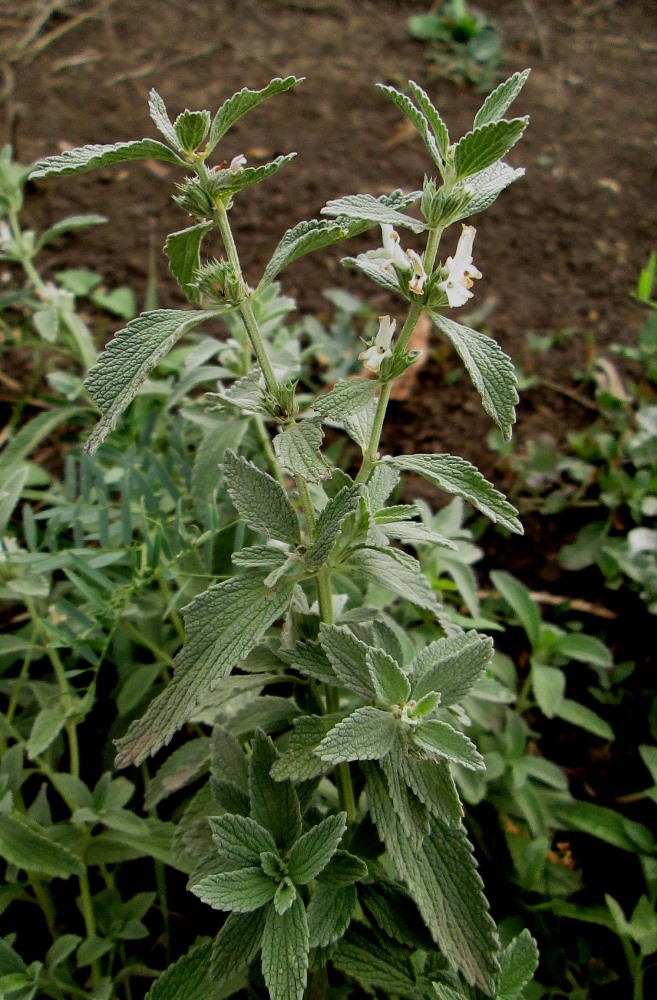 Image of Marrubium praecox specimen.
