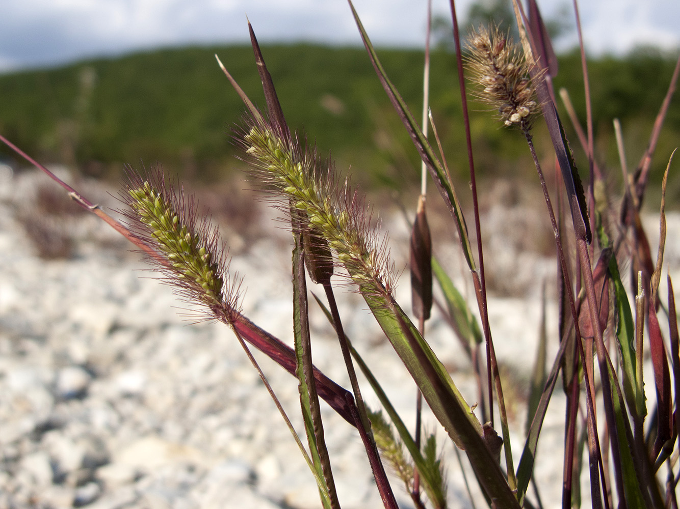 Изображение особи Setaria viridis.