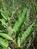 Verbascum marschallianum