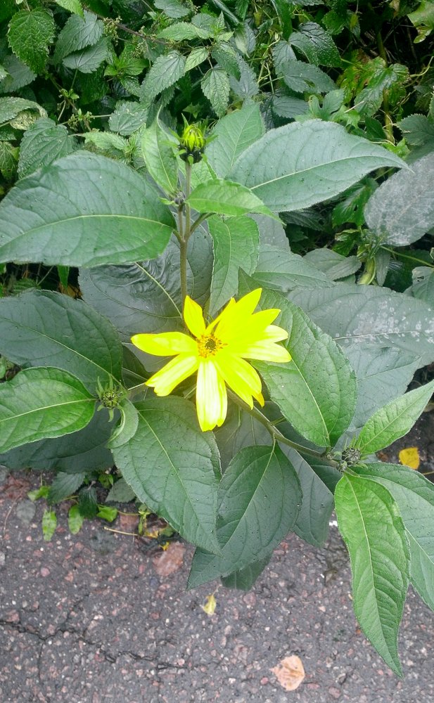 Image of Helianthus subcanescens specimen.