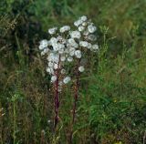 род Erigeron