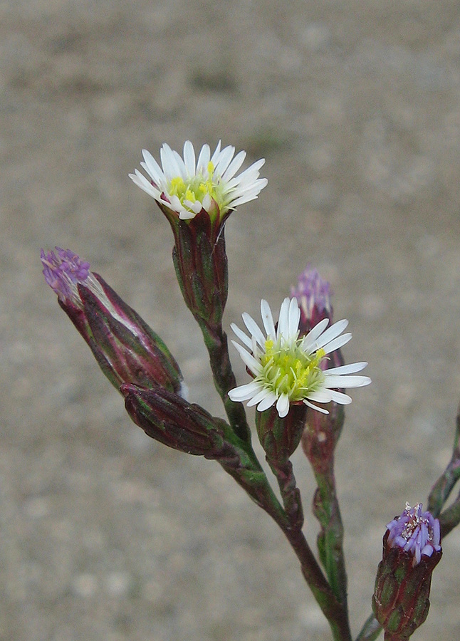 Изображение особи Symphyotrichum subulatum var. squamatum.