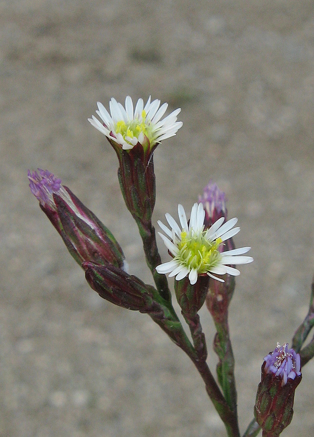 Image of Symphyotrichum subulatum var. squamatum specimen.