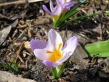 Crocus subspecies atticus