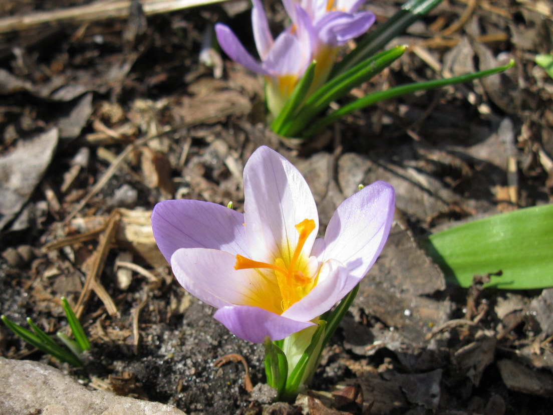 Изображение особи Crocus sieberi ssp. atticus.