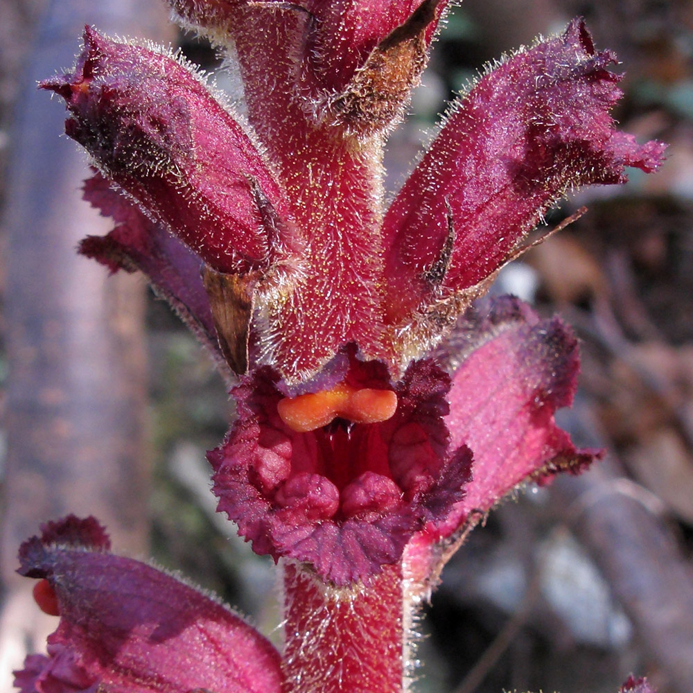 Изображение особи Orobanche laxissima.