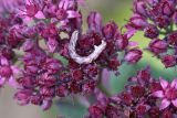 Hylotelephium triphyllum. Часть соцветия с кормящейся гусеницей пяденицы (Geometridae). Республика Бурятия, Баунтовский эвенкийский р-н, окр. пос. Северный, долина р. Има, галечниковый берег. 06.08.2013.