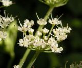 Angelica cincta