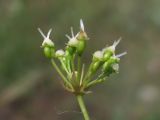 Physospermum cornubiense. Соплодие. Крым, Севастополь, степной склон. 09.06.2014.