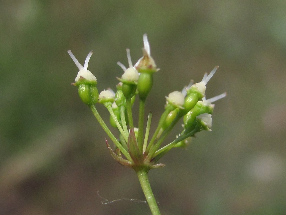 Изображение особи Physospermum cornubiense.
