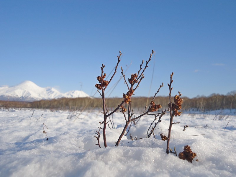 Изображение особи Myrica tomentosa.