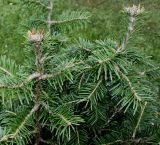 Abies balsamea