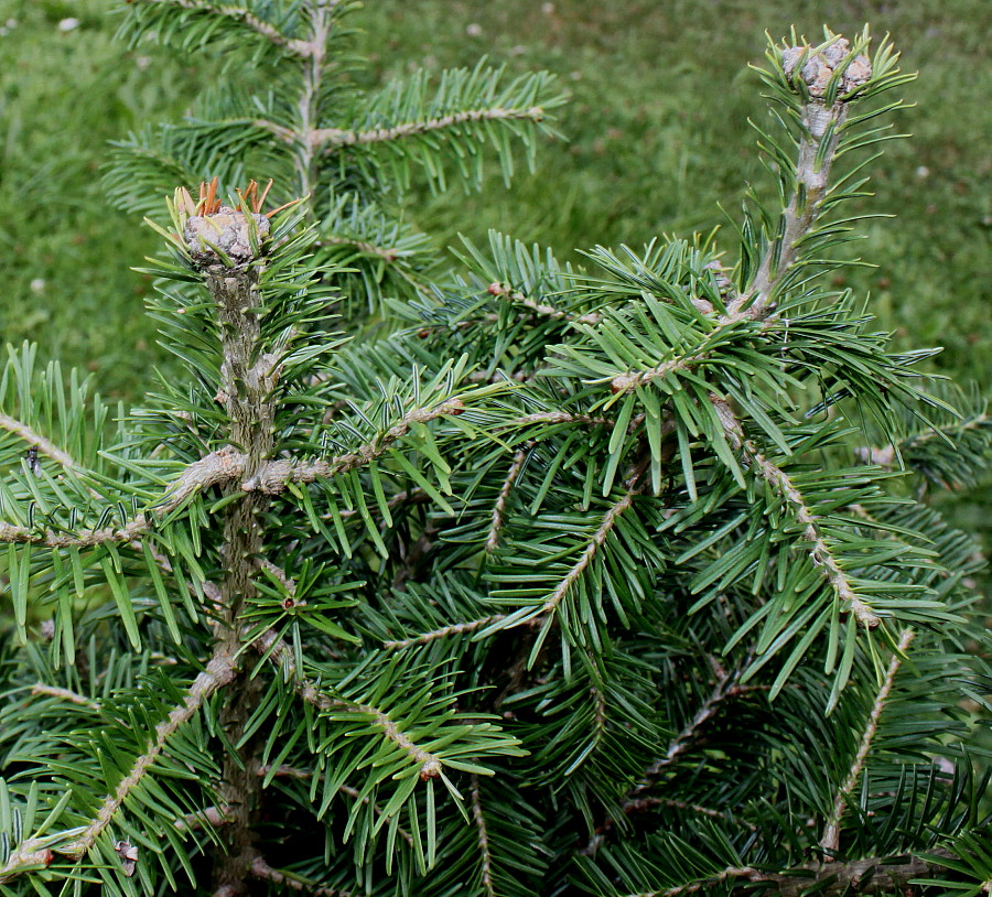 Image of Abies balsamea specimen.