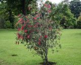 Callistemon rigidus