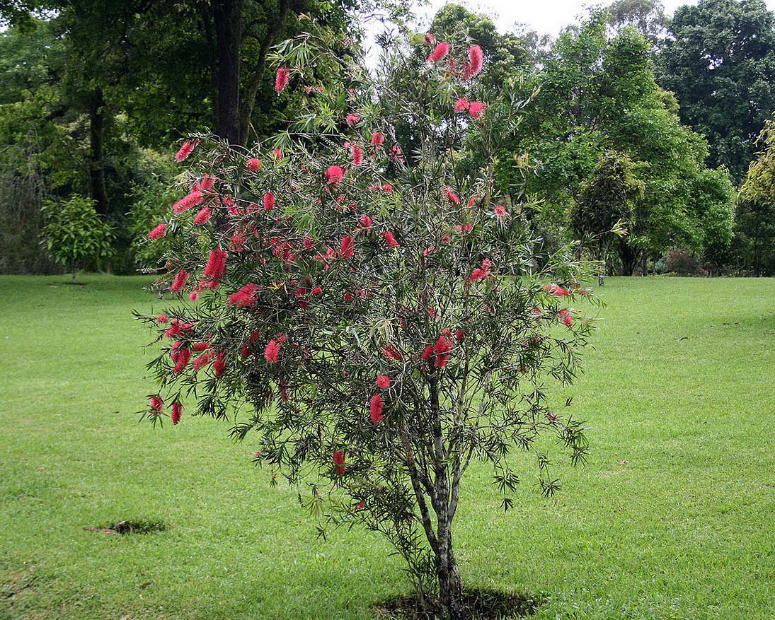 Изображение особи Callistemon rigidus.