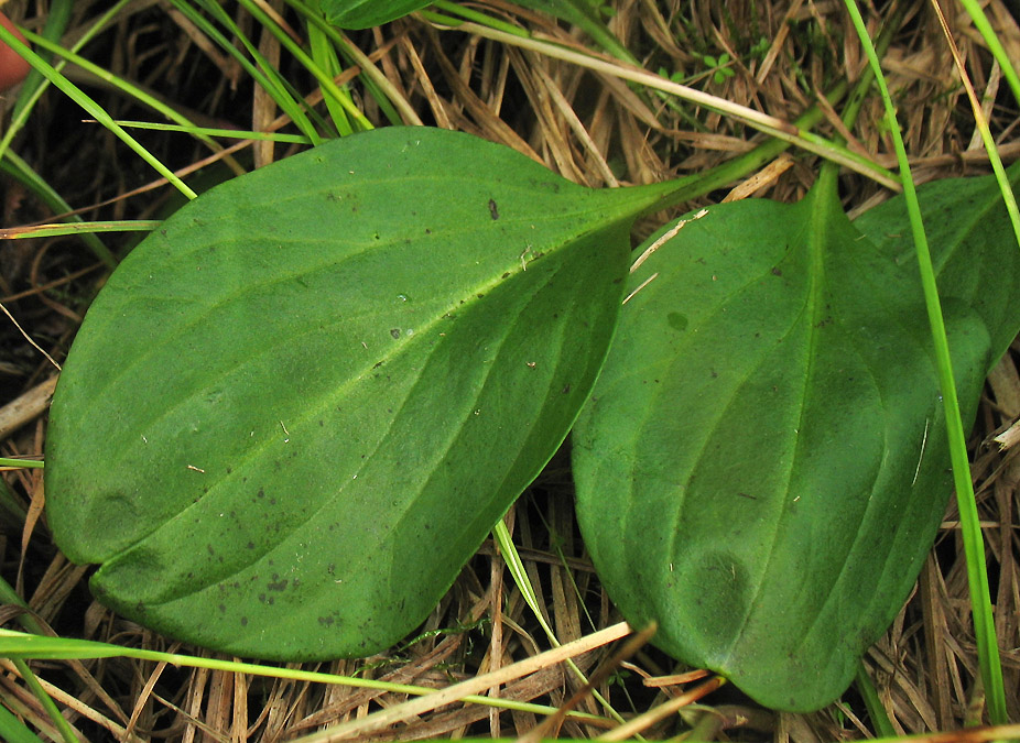 Image of Swertia perennis specimen.