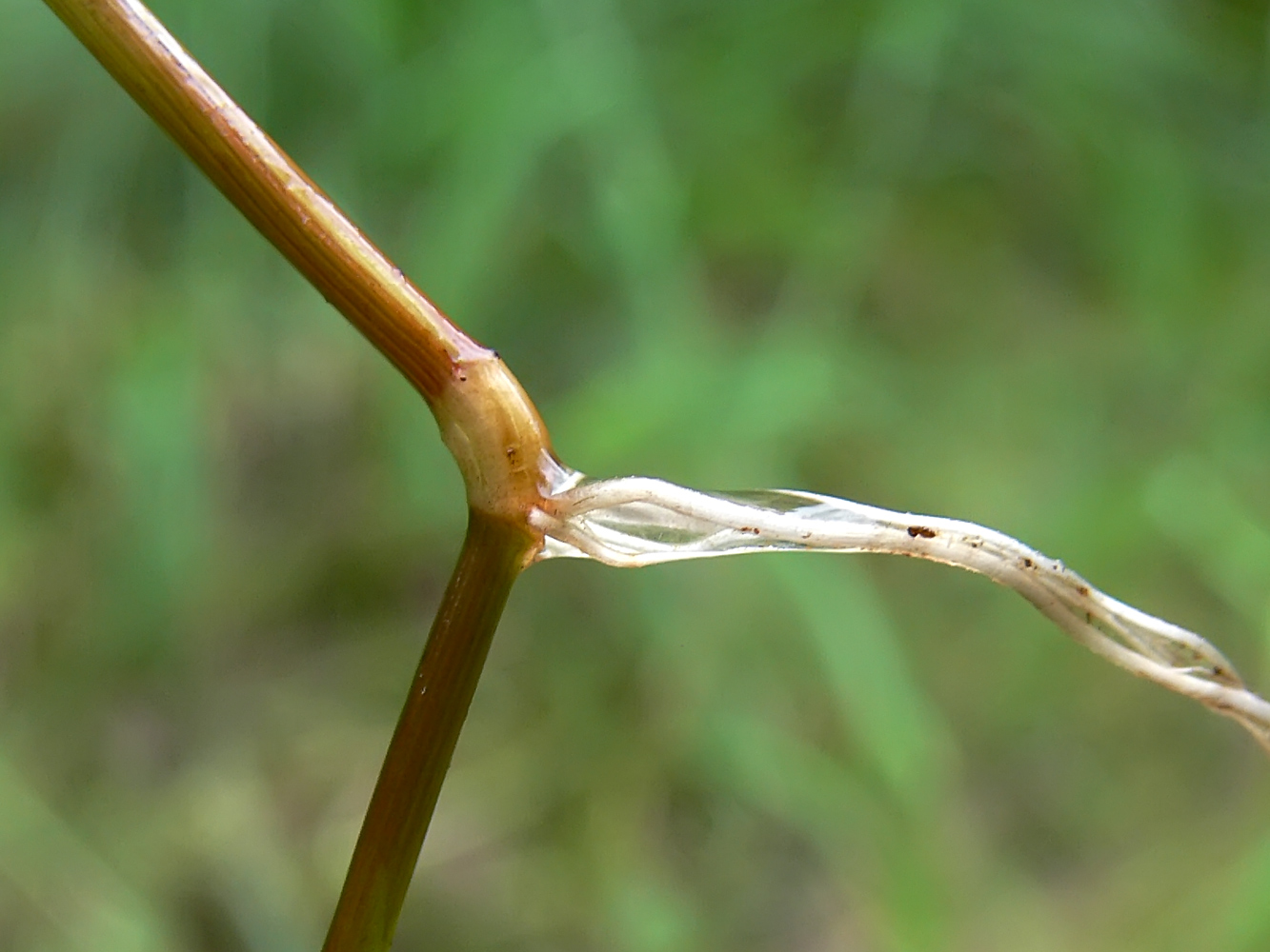 Image of Alopecurus aequalis specimen.