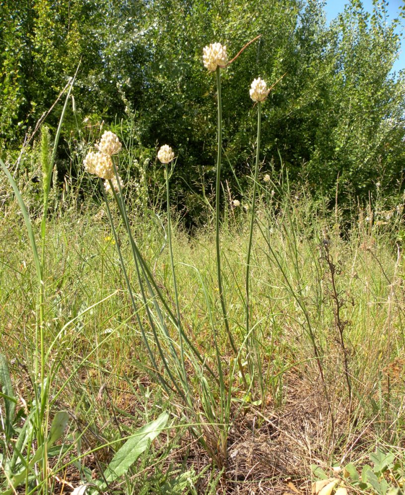 Image of Allium savranicum specimen.