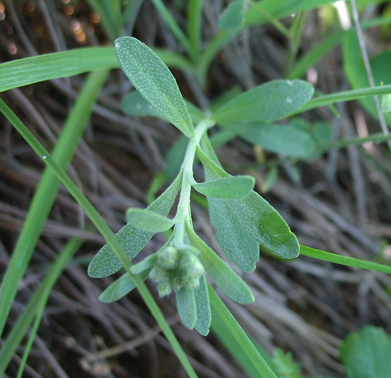 Image of Alyssum gmelinii specimen.