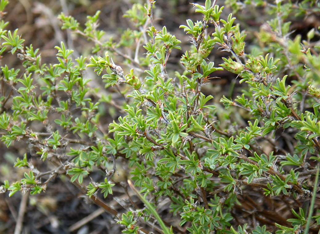 Изображение особи Caragana scythica.