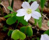 Oxalis acetosella