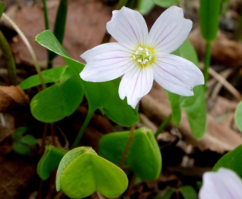 Изображение особи Oxalis acetosella.