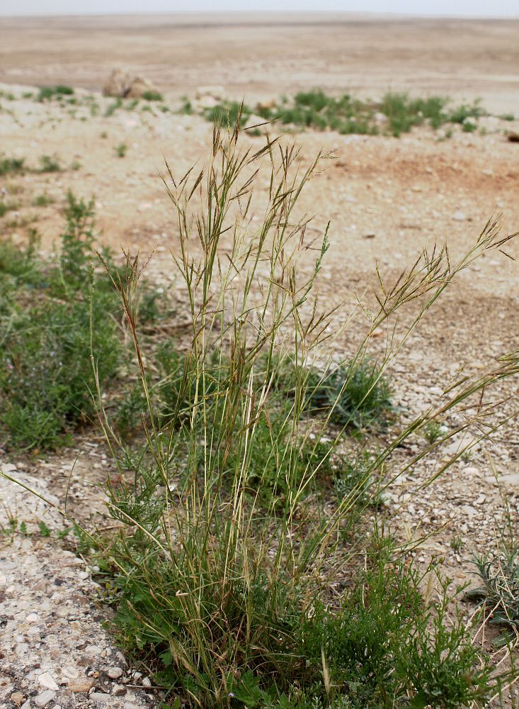 Image of Hyparrhenia hirta specimen.