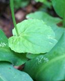 Doronicum orientale