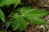 Potentilla recta ssp. pilosa