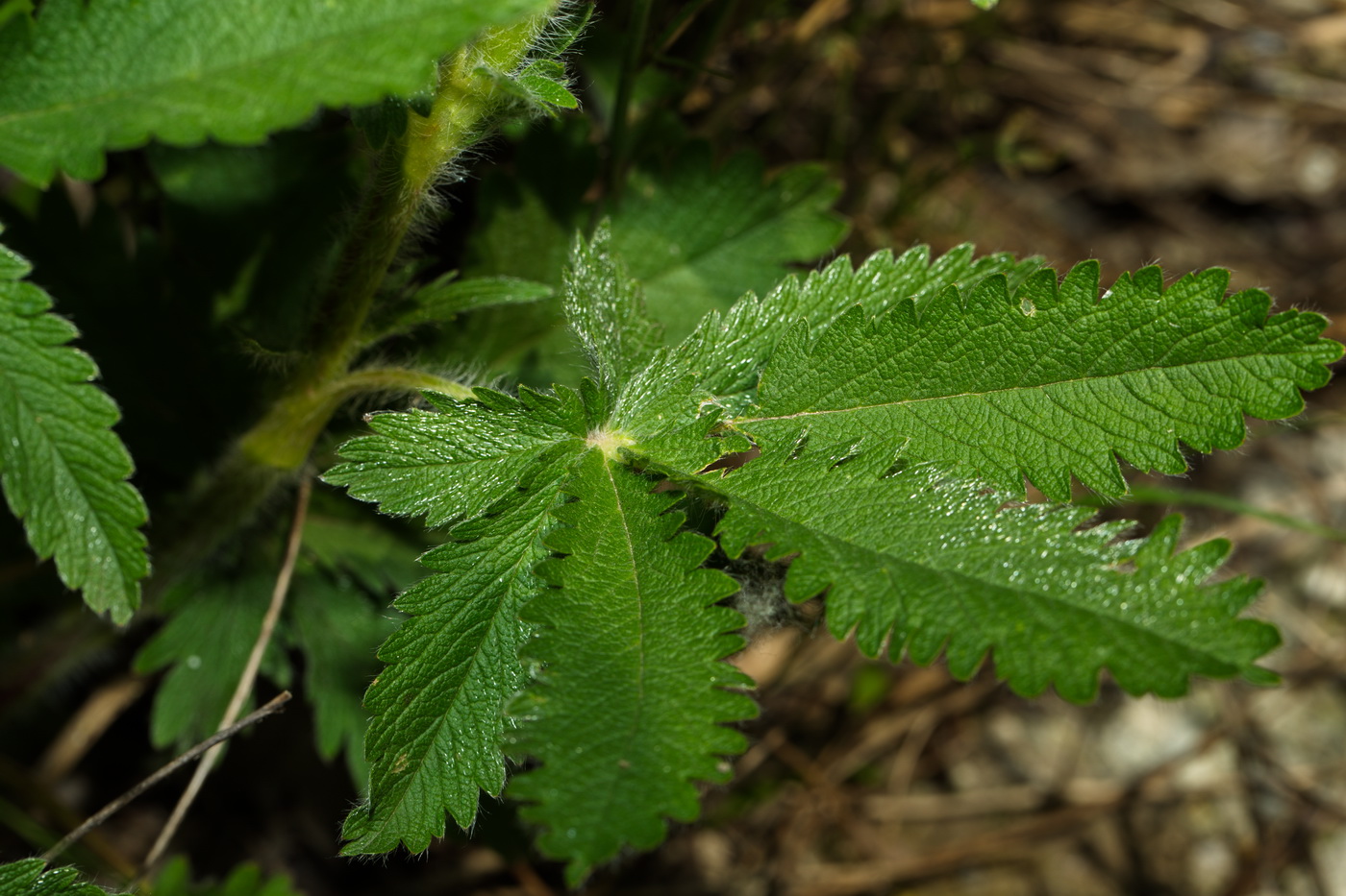 Изображение особи Potentilla recta ssp. pilosa.