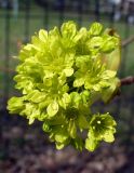 Acer platanoides. Соцветие. Ярославская обл., с. Великое, уличное озеленение. 1 мая 2014 г.