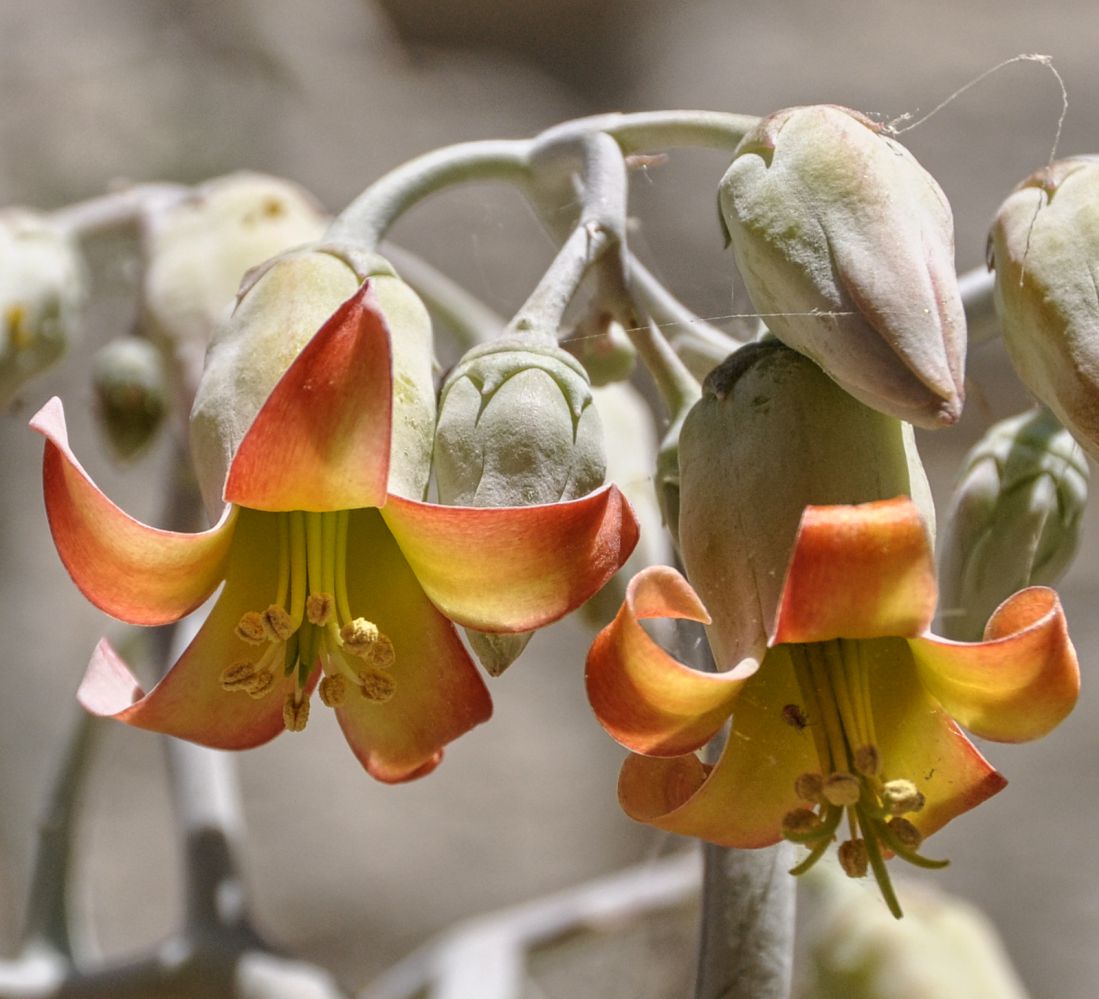 Изображение особи Cotyledon orbiculata.