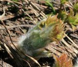 Pulsatilla aurea. Молодой генеративный побег. Карачаево-Черкесия, Архыз, долина р. Аманауз, альпика, 2400 м н.у.м. 15.06.2014.